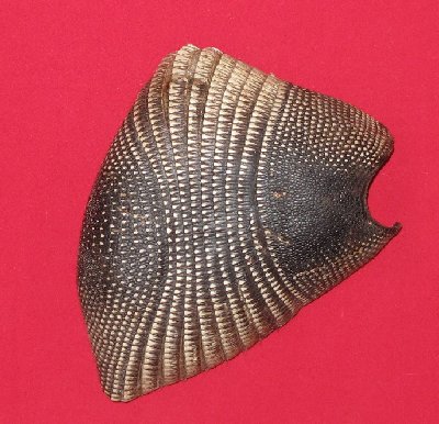Picture of this lot Armadillo Shells