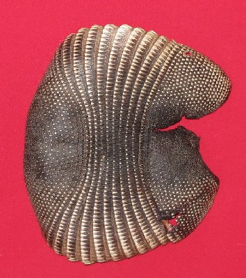 Picture of this lot Armadillo Shells