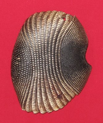 Picture of this lot Armadillo Shells