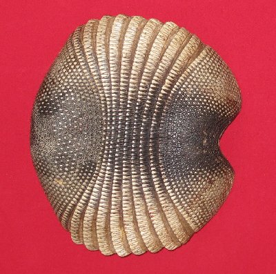 Picture of this lot Armadillo Shells