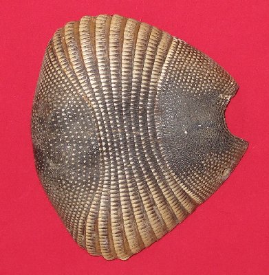 Picture of this lot Armadillo Shells