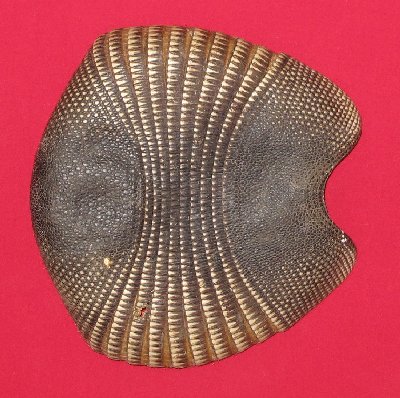 Picture of this lot Armadillo Shells