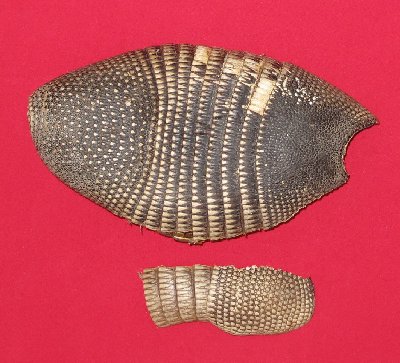 Picture of this lot Armadillo Shells