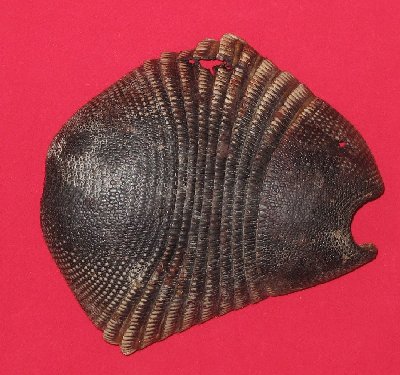 Picture of this lot Armadillo Shells