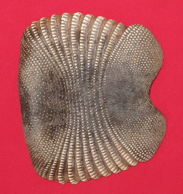 Picture of this lot Armadillo Shells