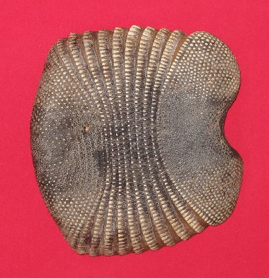 Picture of this lot Armadillo Shells