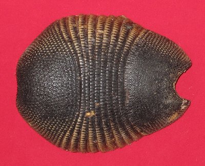 Picture of this lot Armadillo Shells