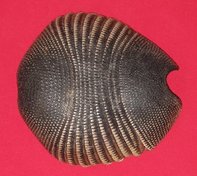 Picture of this lot Armadillo Shells