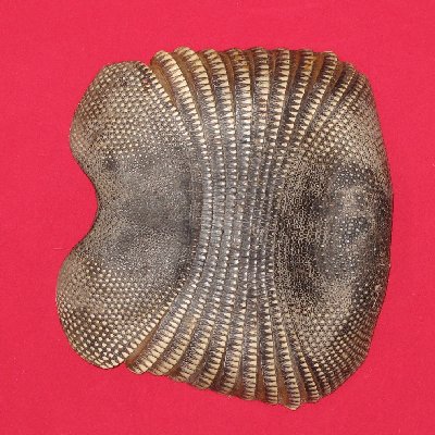 Picture of this lot Armadillo Shells