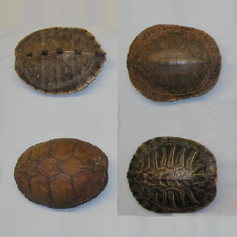 Picture of several turtle shells