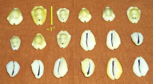 Picture of this lot Shells - Money Ringtop Purple Top Cowrie Dentalium