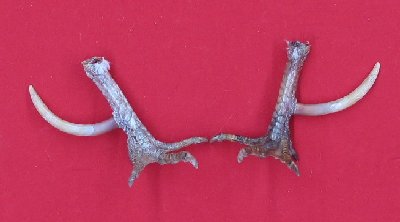Picture of this lot Bird Feet, Chicken Feet, Rooster Feet, Turkey Feet