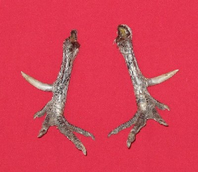 Picture of this lot Bird Feet, Chicken Feet, Rooster Feet, Turkey Feet