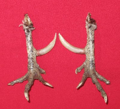Picture of this lot Bird Feet, Chicken Feet, Rooster Feet, Turkey Feet