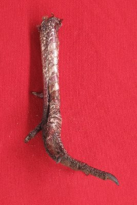 Picture of this lot Bird Feet, Chicken Feet, Rooster Feet, Turkey Feet