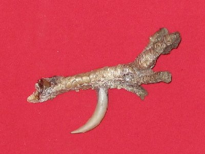 Picture of this lot Bird Feet, Chicken Feet, Rooster Feet, Turkey Feet