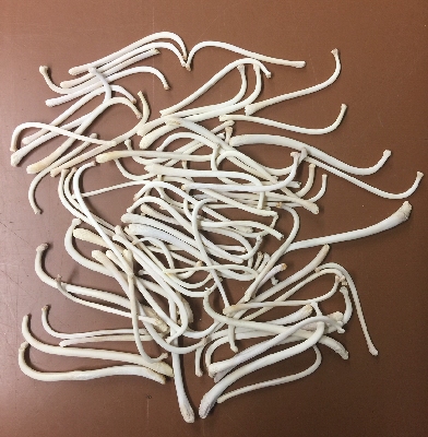 raccoon toothpicks raccoon toothpicks
