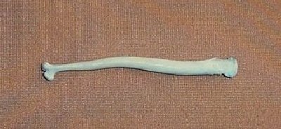 Picture of this lot Baculum Bones Mountain Man Toothpicks