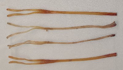 Picture of this lot Deer and Elk Sinew, Backstrap, Simulated Sinew