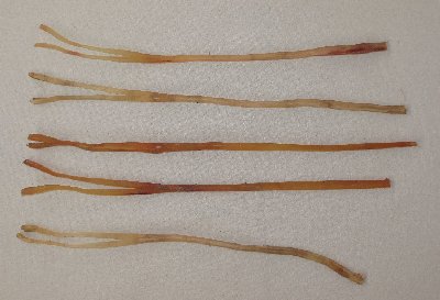 Picture of this lot Deer and Elk Sinew, Backstrap, Simulated Sinew