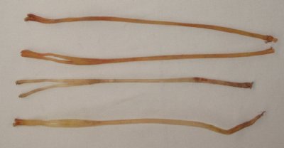 Picture of this lot Deer and Elk Sinew, Backstrap, Simulated Sinew
