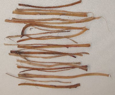 Picture of this lot Deer and Elk Sinew, Backstrap, Simulated Sinew