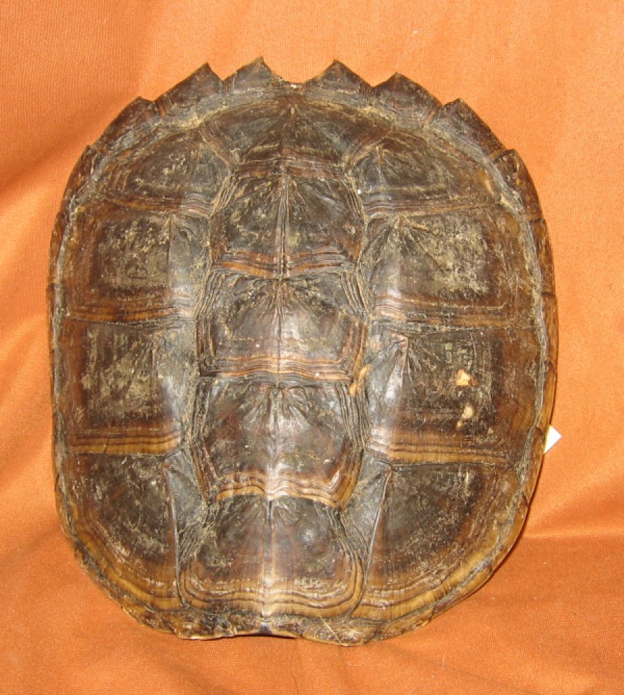 Turtle Shells, Skulls, Snapping Turtle, Sliders for sale by