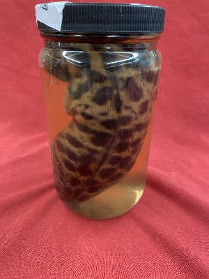 Picture of this lot Wet Specimens, Embryos, Organs