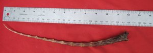 Tail next to Ruler
