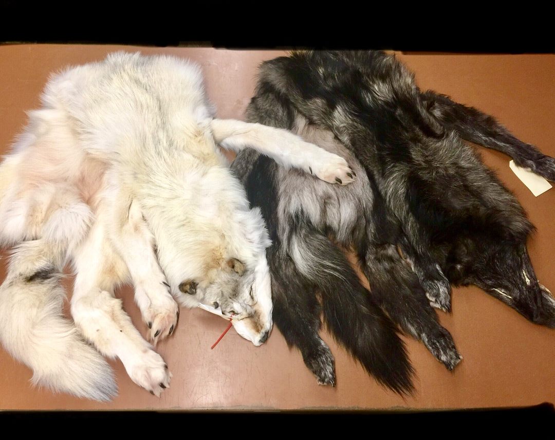 Picture of Black and White Wolf Hides