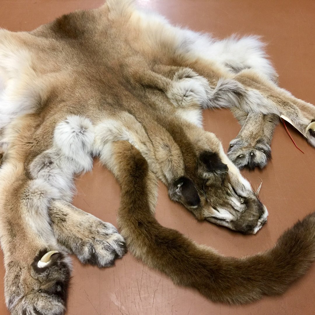 Picture of Tanned Cougar (Mountain Lion) Hide