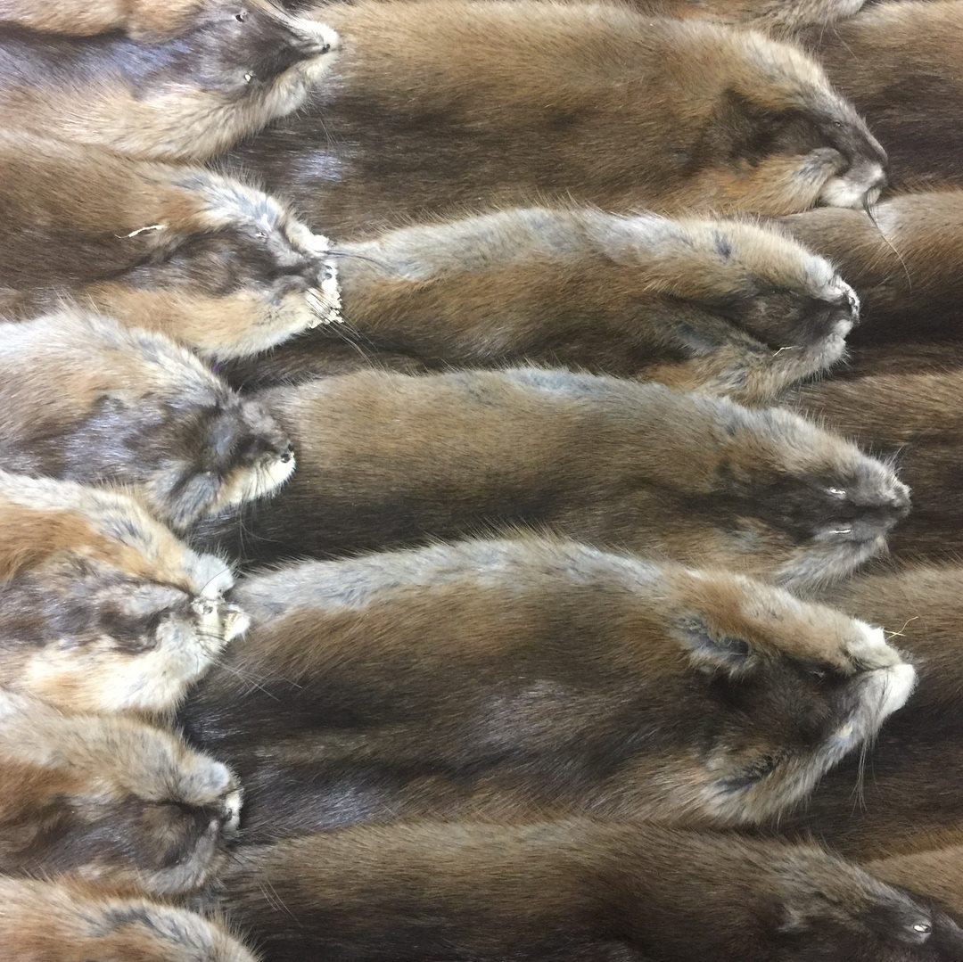 Picture of Tanned Muskrat Hides