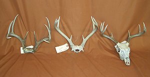 Picture of this lot Whitetail Deer Sets