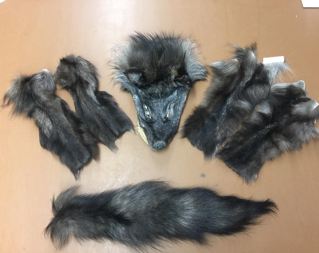 Picture of Wolf Tails, Heads and Feet